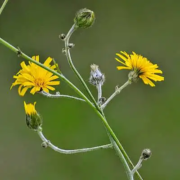 Gewöhnliches Habichtskraut – Blütenfarbe gelb